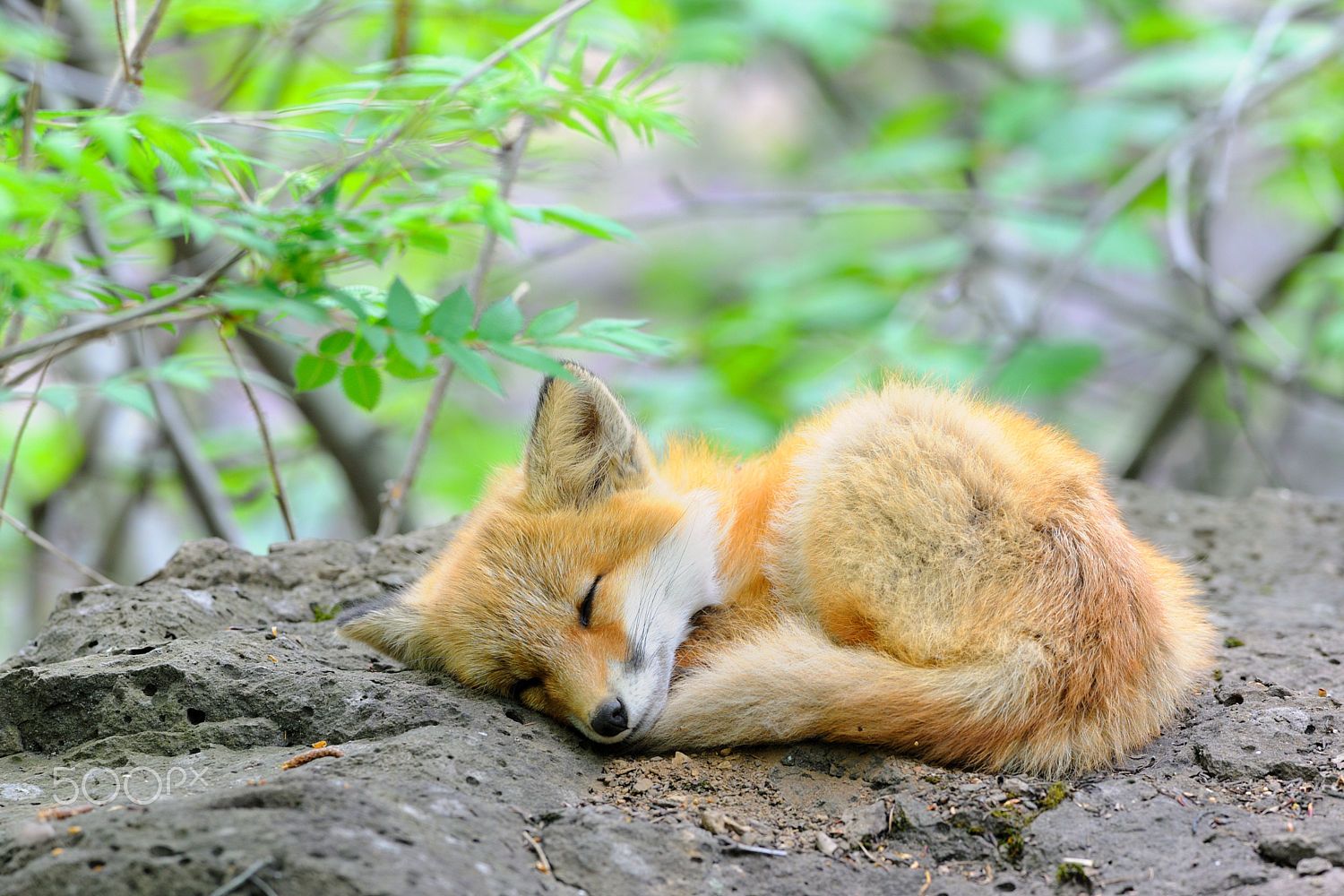 Image Of A Baby Fox
