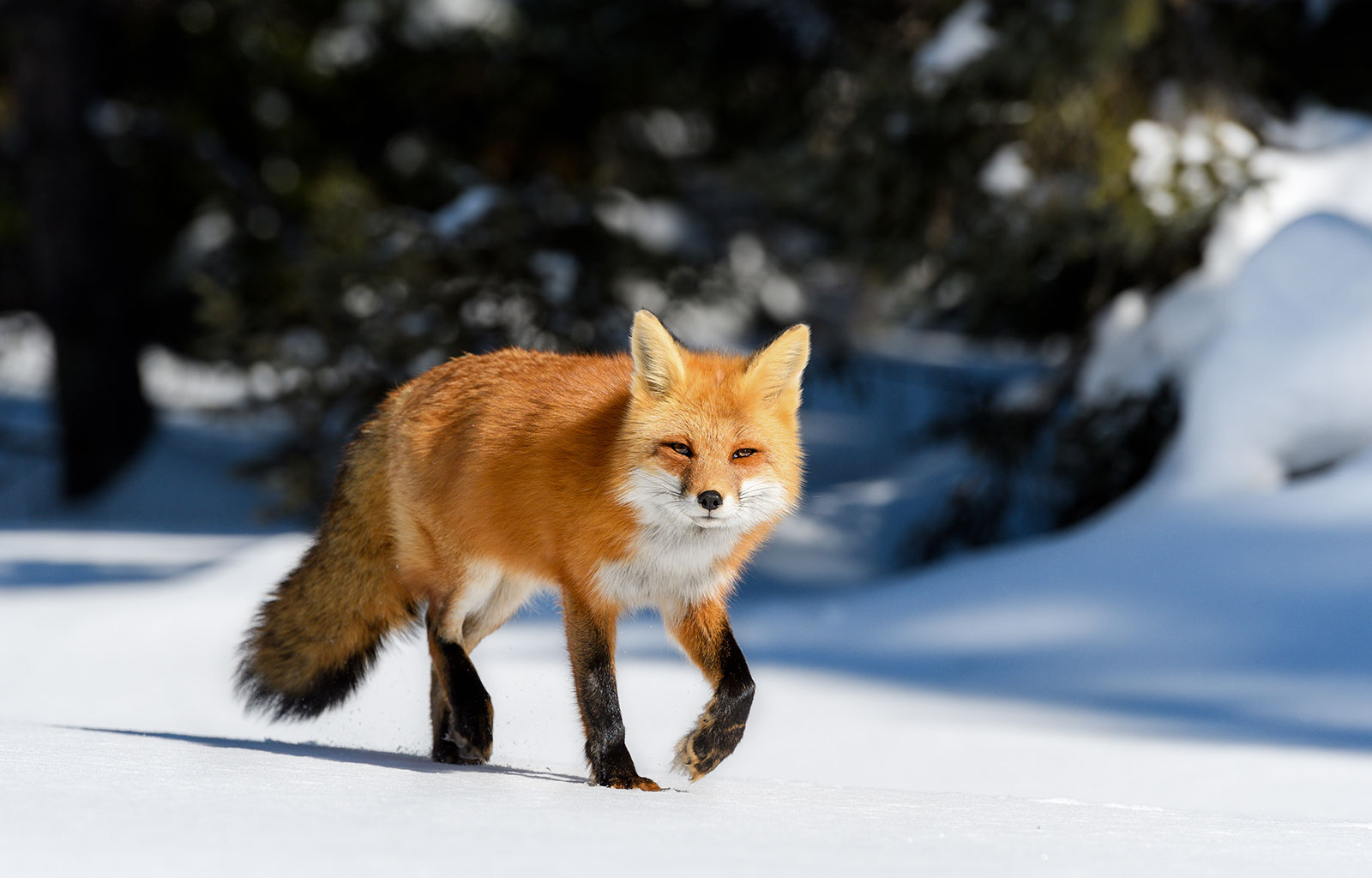 Image Of A Fox