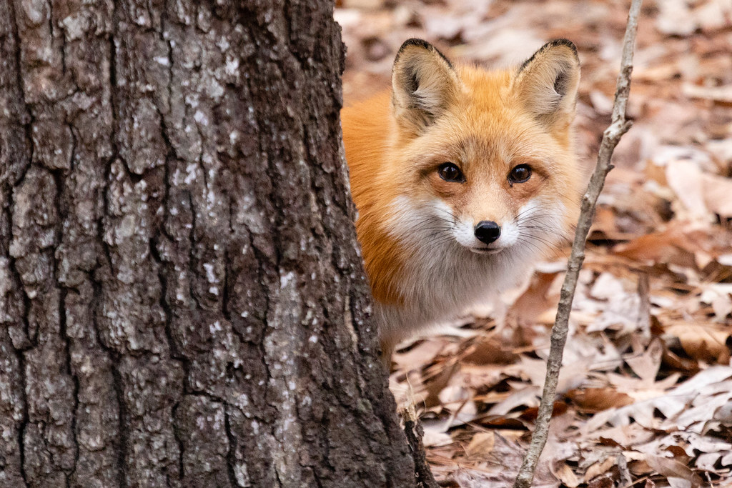 Image Of A Fox 2