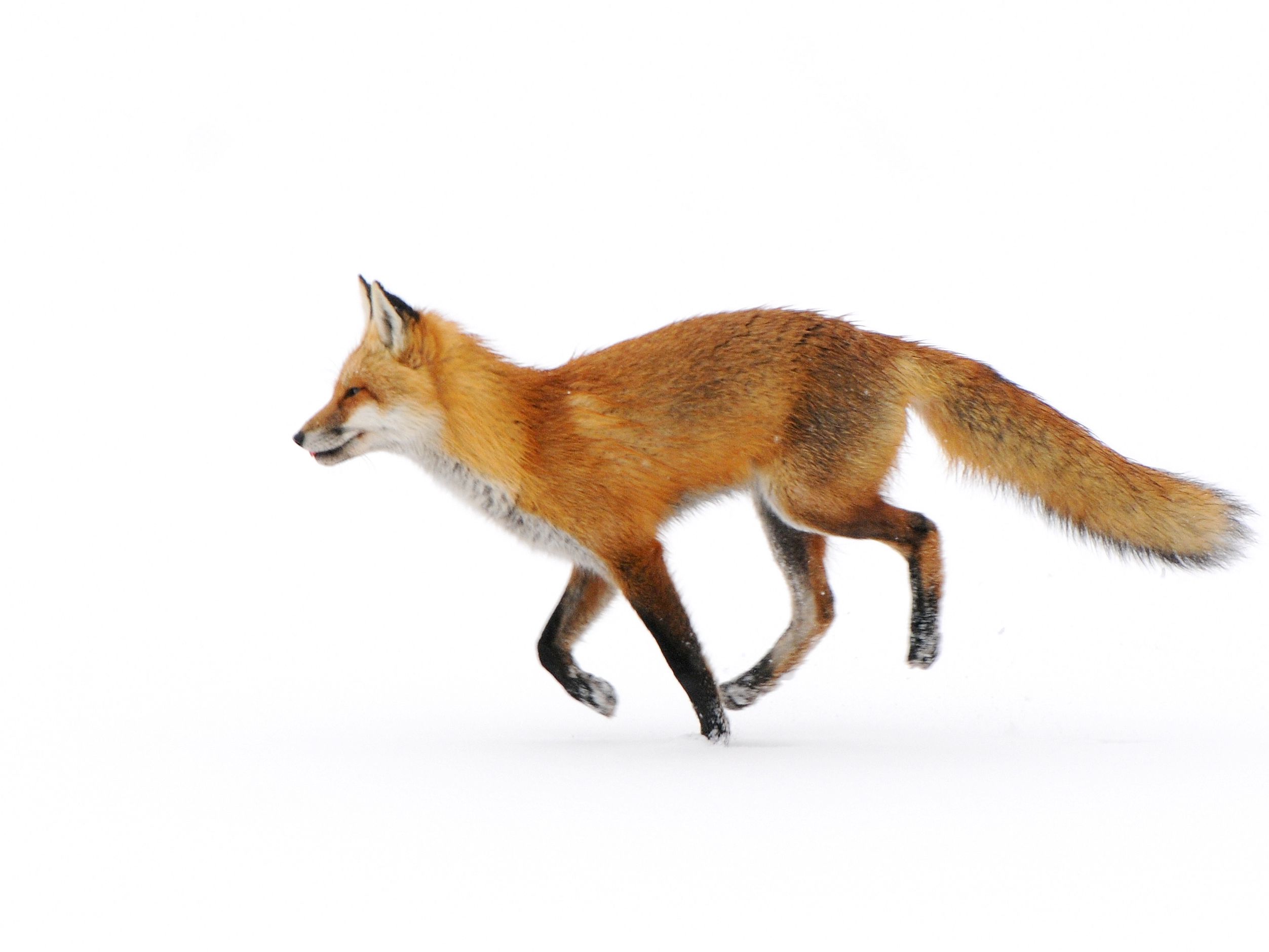Image Of A Fox 3