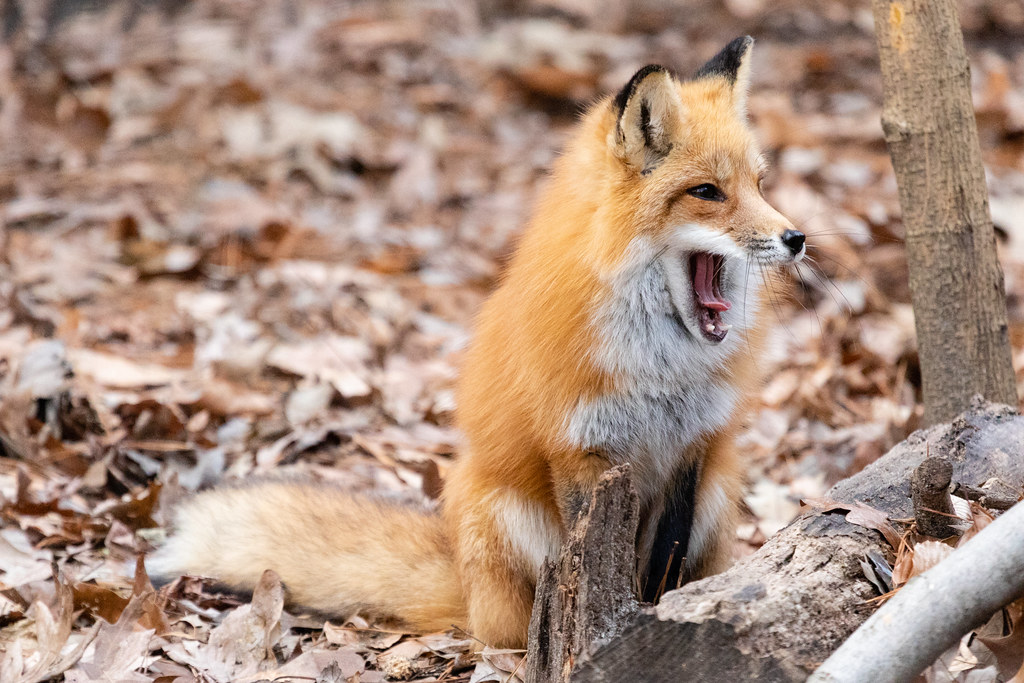 Image Of A Fox 4