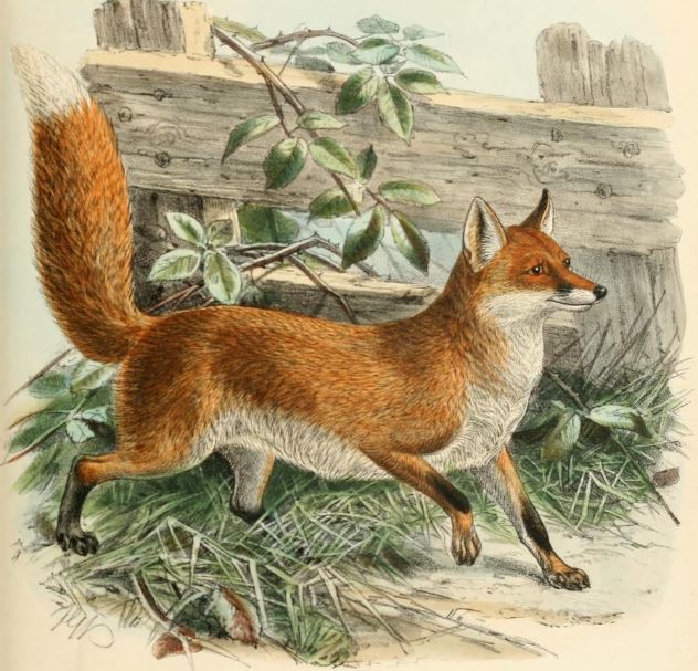 Image Of An Aesop Fable Fox